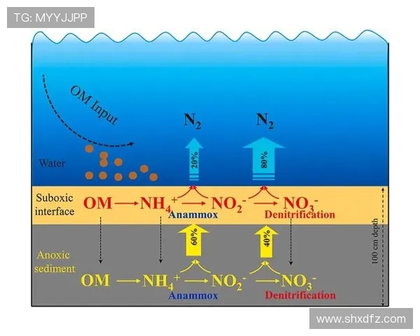 广州飞盘队的运营策略深度分析与成功经验分享